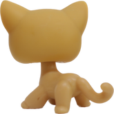 #0071 Shorthair Cat